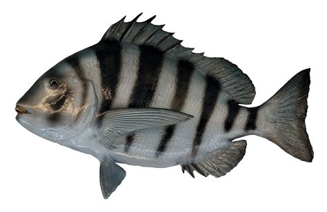 fish png